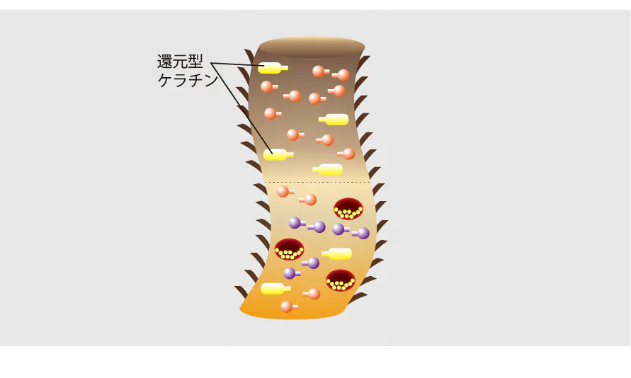 プロセス 02 1剤塗布